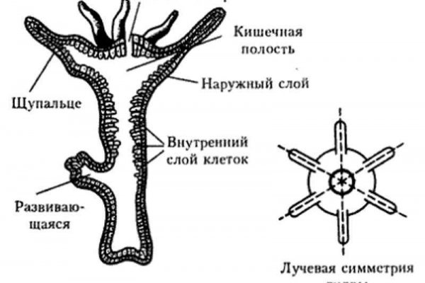 Кракен ссылка маркет