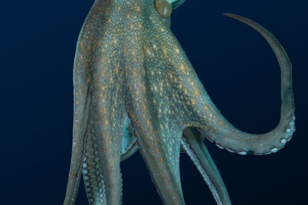 Craken что это
